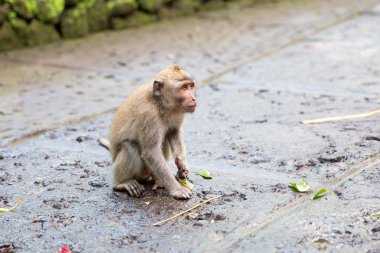 Long-tailed macaque (Macaca fascicularis) in Sacred Monkey Fores clipart