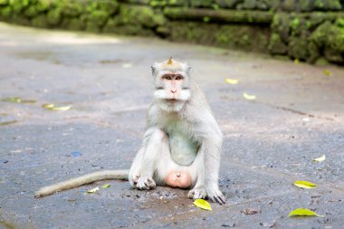 Kutsal maymun ormanının içinde uzun kuyruklu makak (Macaca fascicularis)