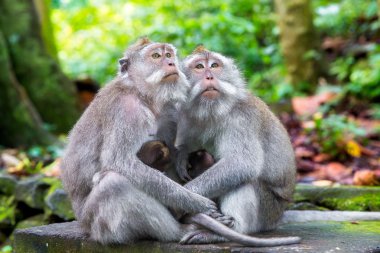 Uzun kuyruklu makak (Macaca fascicularis) kutsal mo ailenin