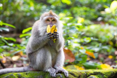 Long-tailed macaque (Macaca fascicularis) eating a banana in Sac clipart