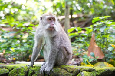 Long-tailed macaque (Macaca fascicularis) in Sacred Monkey Fores clipart