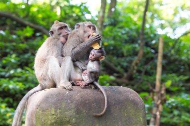 Family of long-tailed macaque (Macaca fascicularis) in Sacred Mo clipart