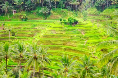 Güzel yeşil Teras paddy alanların Bali, Endonezya