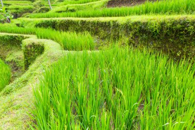 Güzel yeşil Teras paddy alanların Bali, Endonezya