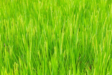 Güzel yeşil Teras paddy alanların Bali, Endonezya