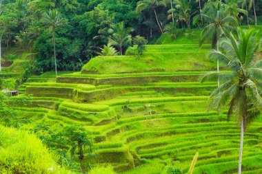 Güzel yeşil Teras paddy alanların Bali, Endonezya