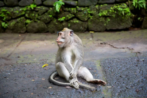 Lange-tailed Makaken (Macaca fascicularis) in Heilige aap Fores — Stockfoto