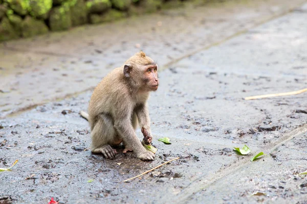 긴 꼬리 마 카 크 (Macaca fascicularis) 신성한 원숭이 Fores에 — 스톡 사진