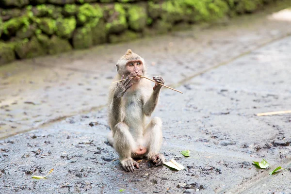 긴 꼬리 마 카 크 (Macaca fascicularis) 신성한 원숭이 Fores에 — 스톡 사진