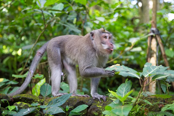 Long-tailed macaque (Macaca zmonopolizowanej) w Sacred Monkey Fores — Zdjęcie stockowe