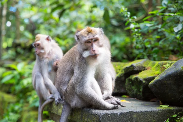Kutsal maymun ormanının içinde uzun kuyruklu makak (Macaca fascicularis)