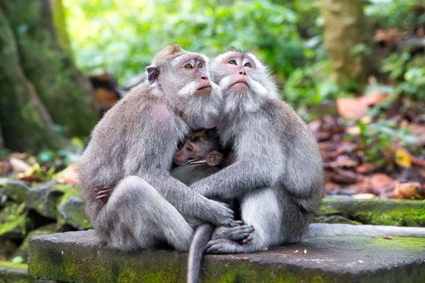 Família de macaco de cauda longa (Macaca fascicularis) em Mo Sagrado — Fotografia de Stock