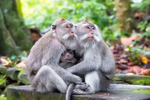 Família de macaco de cauda longa (Macaca fascicularis) em Mo Sagrado — Fotografia de Stock