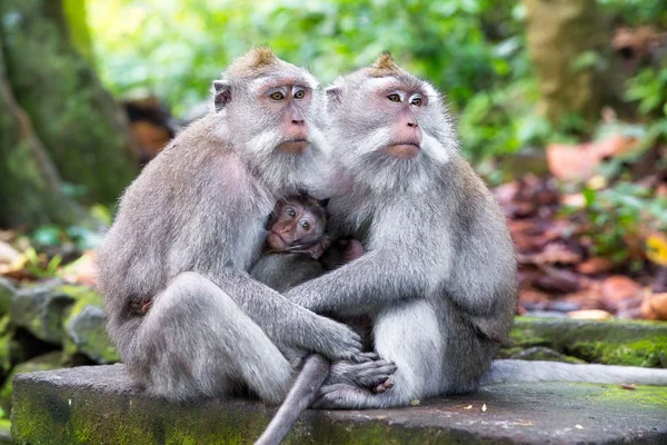 Família de macaco de cauda longa (Macaca fascicularis) em Mo Sagrado — Fotografia de Stock