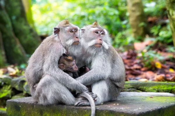 Família de macaco de cauda longa (Macaca fascicularis) em Mo Sagrado — Fotografia de Stock