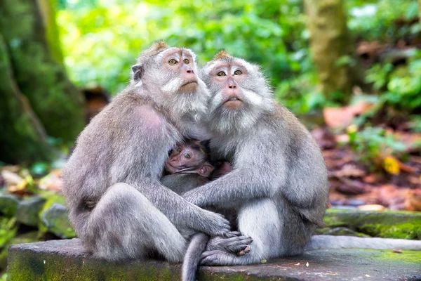 Família de macaco de cauda longa (Macaca fascicularis) em Mo Sagrado — Fotografia de Stock