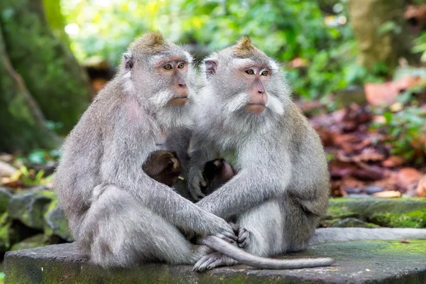 Rodzina long-tailed macaque (Macaca zmonopolizowanej) w Sacred Mo — Zdjęcie stockowe