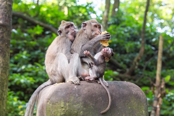 Rodzina long-tailed macaque (Macaca zmonopolizowanej) w Sacred Mo — Zdjęcie stockowe