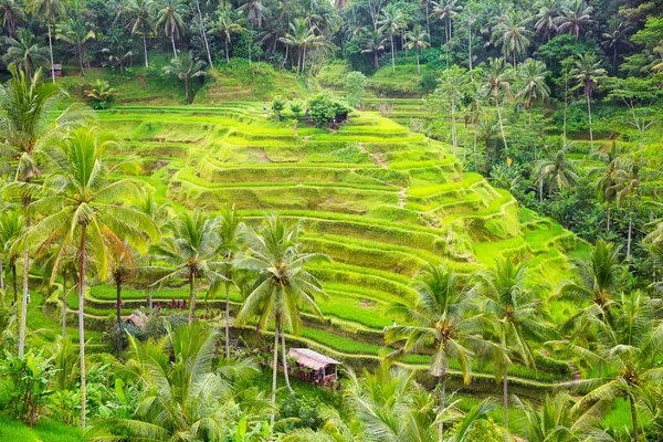 Зеленая терраса с полями на Бали, Индонезия — стоковое фото