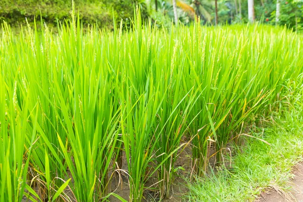 Beautiful green terrace paddy fields on Bali, Indonesia — Stock Photo, Image