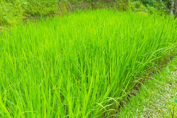 Belos campos de arrozal terraço verde em Bali, Indonésia — Fotografia de Stock