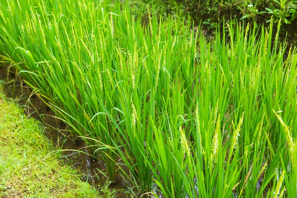 Belos campos de arrozal terraço verde em Bali, Indonésia — Fotografia de Stock