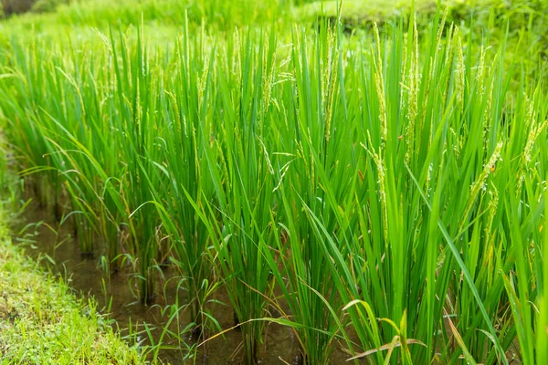 Beautiful green terrace paddy fields on Bali, Indonesia — Stock Photo, Image