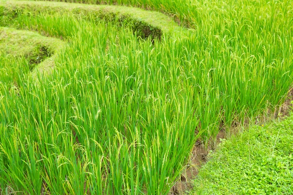 Belos campos de arrozal terraço verde em Bali, Indonésia — Fotografia de Stock