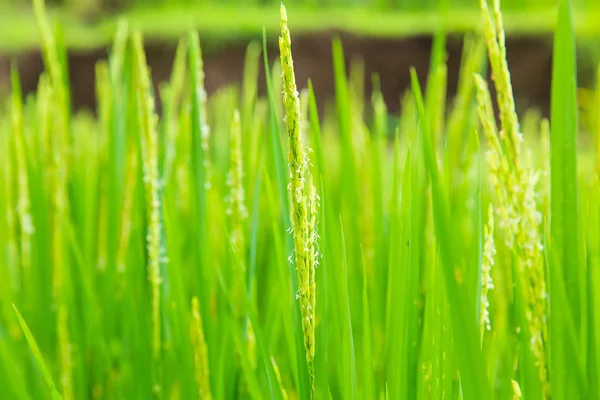 Beautiful green terrace paddy fields on Bali, Indonesia — Stock Photo, Image