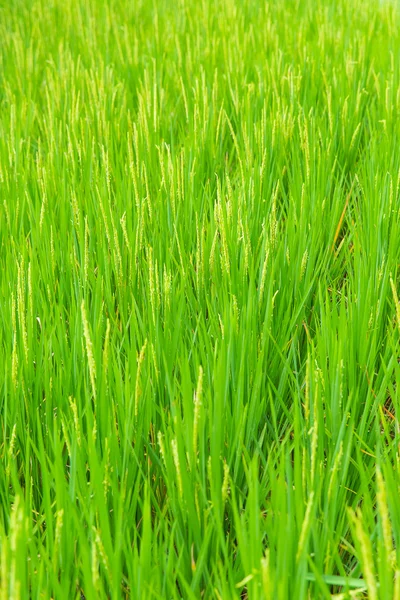 Beautiful green terrace paddy fields on Bali, Indonesia — Stock Photo, Image