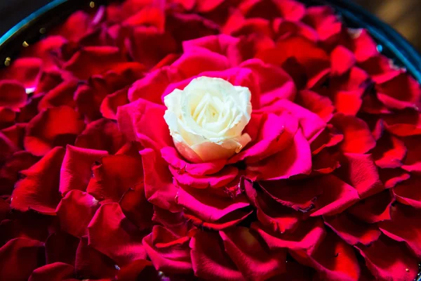 Bílý roser s červenou růží v misce v balijské lázně sal — Stock fotografie