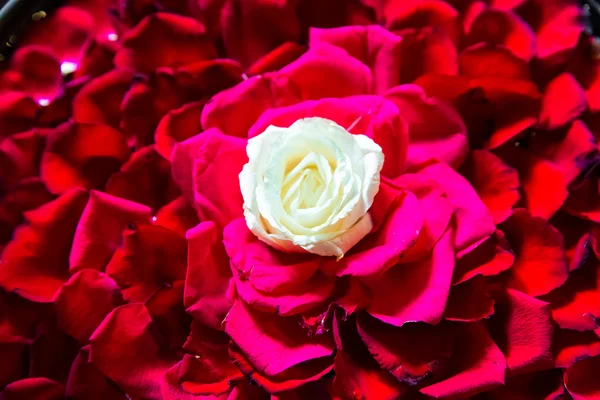 Rosa bianca con petali di rosa rossa nella ciotola in SPA balinese sal — Foto Stock
