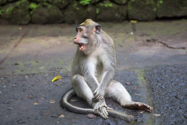 Kutsal maymun ormanının içinde uzun kuyruklu makak (Macaca fascicularis) Telifsiz Stok Imajlar