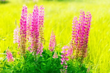 Gün batımında tarlada renkli çiçekler.