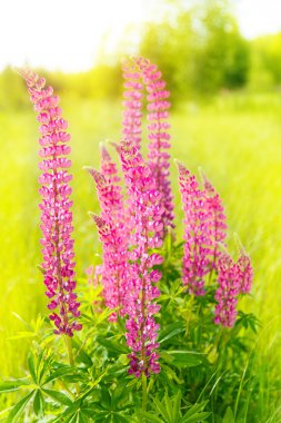 Gün batımında tarlada renkli çiçekler.