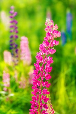 Gün batımında tarlada renkli çiçekler.