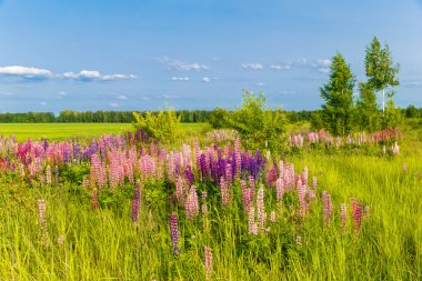 Renkli çiçekleri olan bir alana günbatımı manzara.