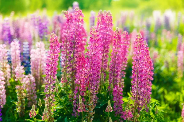 Colorful flowers in field at sunset. — Stock Photo, Image