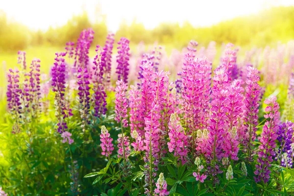 夕暮れ時のフィールドに色とりどりの花. — ストック写真