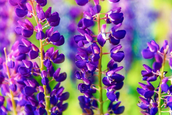 Colorful flowers in field at sunset. — Stock Photo, Image