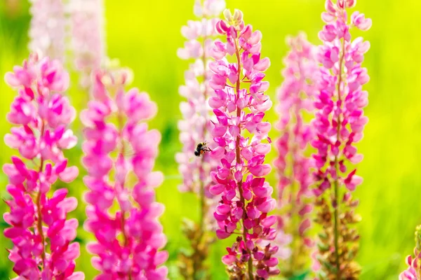 Colorful flowers in field at sunset. — Stock Photo, Image