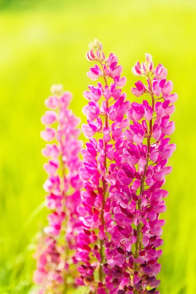 Colorful flowers in field at sunset. — Stock Photo, Image