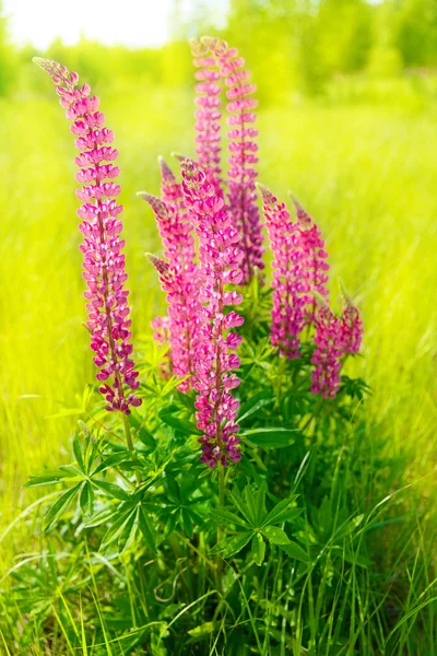 Flores de colores en el campo al atardecer . — Foto de Stock