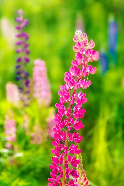 Colorful flowers in field at sunset. — Stock Photo, Image