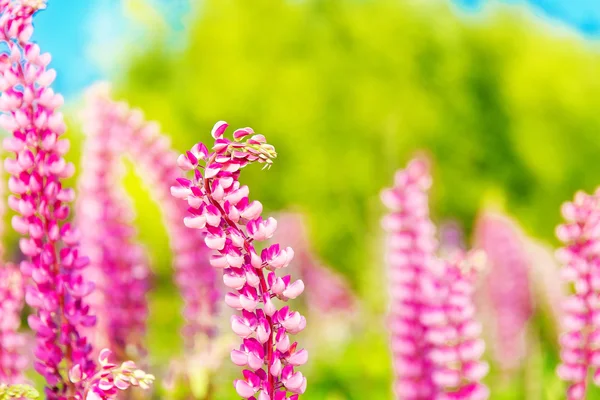 Colorful flowers in field at sunset. — Stock Photo, Image