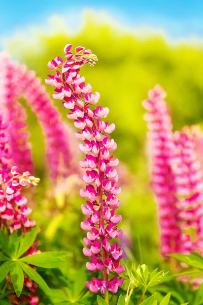 Colorful flowers in field at sunset. — Stock Photo, Image