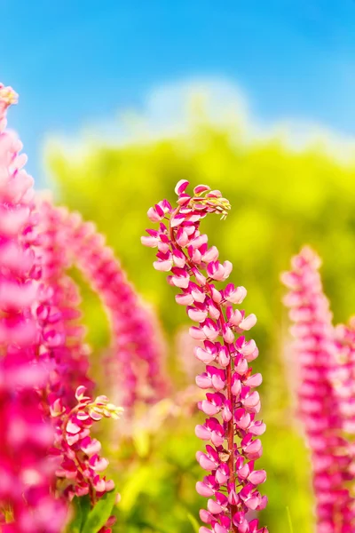 Colorful flowers in field at sunset. — Stock Photo, Image