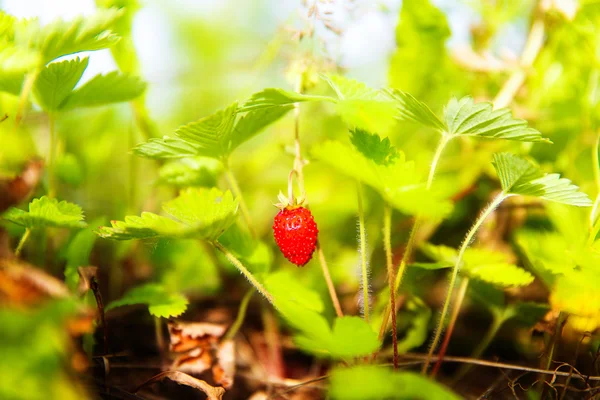Plant aardbeien met druiven en bladeren op het veld closeup. — Stockfoto