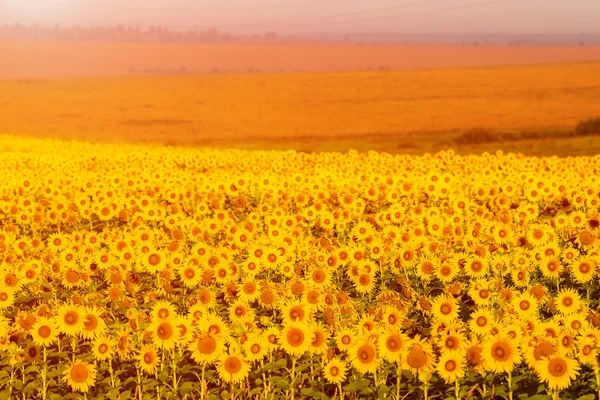 Beautiful sunflower field at sunset. — Stock Photo, Image