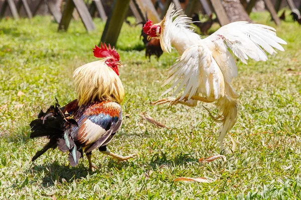 Fülöp-szigeteki hagyományos cockfighting verseny a zöld fű. — Stock Fotó